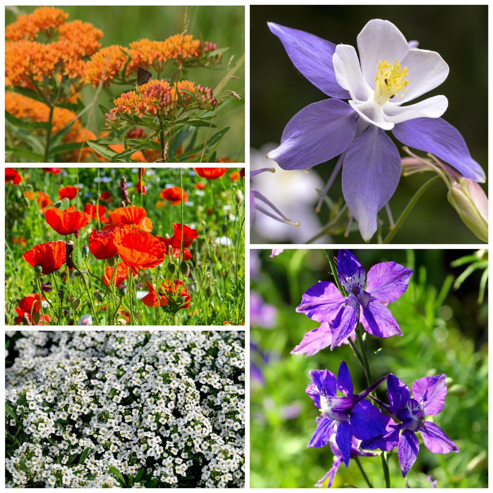 Flower Seeds Hummingbird and Butterfly Seed Mix 1 Ounce No Filler | 23 Variet…