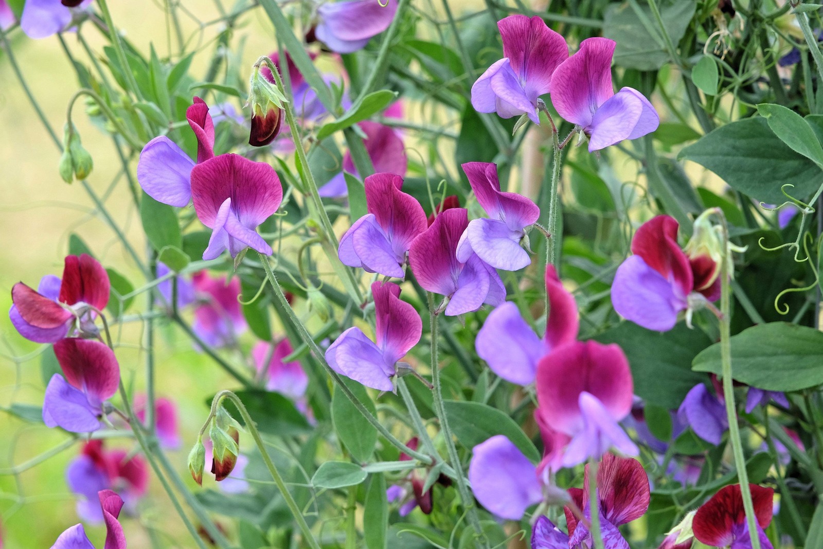 60 Mixed Colors SWEET PEA ROYAL Family Mix Lathyrus Odoratus Flower Vine Seeds