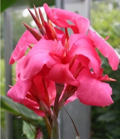 20+ Mixed Canna Lily Seeds Green Leaves Tropical Flowers Perennial Flowers Ga…
