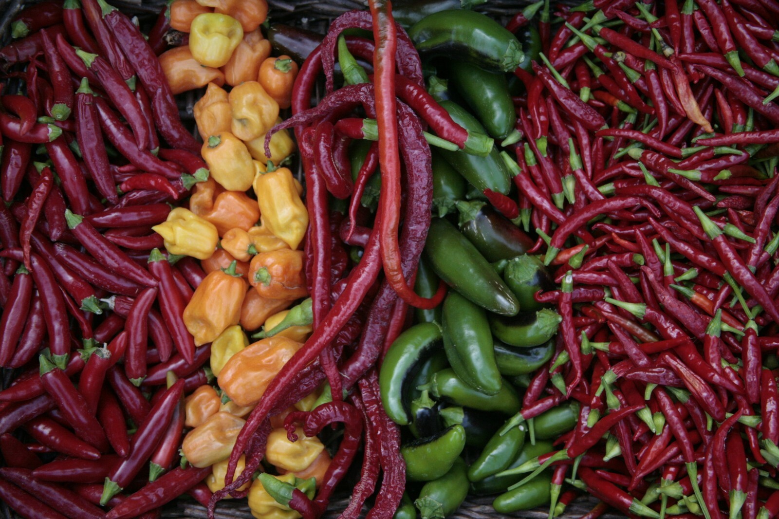 AWESOME ASSORTED CHILI PEPPER SEEDS 21 varieties you choose hot mild all NON-GMO