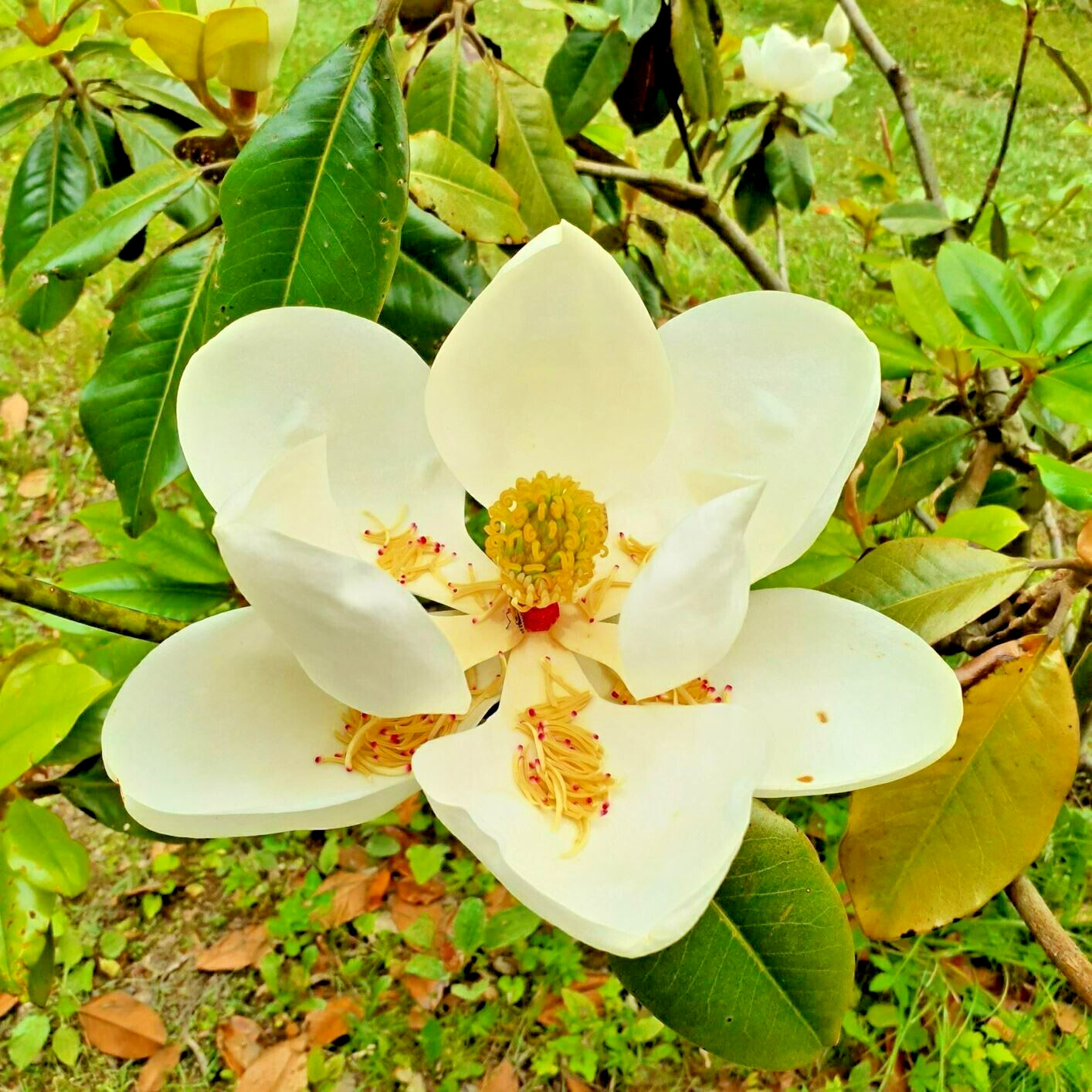 10 SPRING GROVE MAGNOLIA SEEEDS – Magnolia grandiflora ‘Spring Grove’