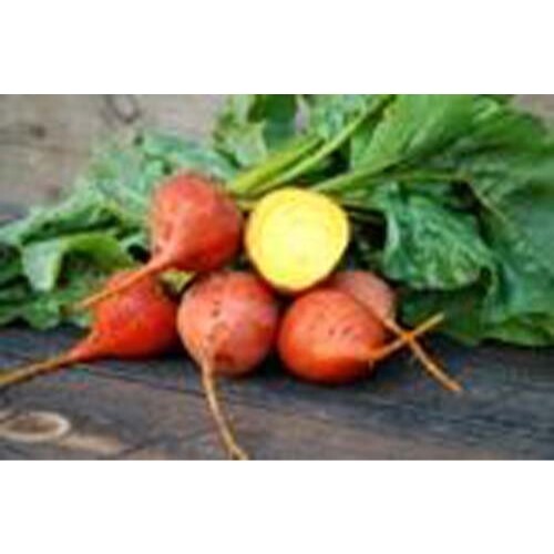 Beet Golden Detroit Great Heirloom Vegetable By Seed Kingdom 100 Seeds