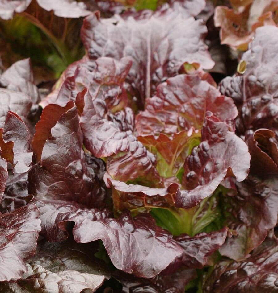 800+ RED ROMAINE LETTUCE SEEDS GOURMET SALAD BLEND FRESH HARVEST FOR 2024 GARDEN