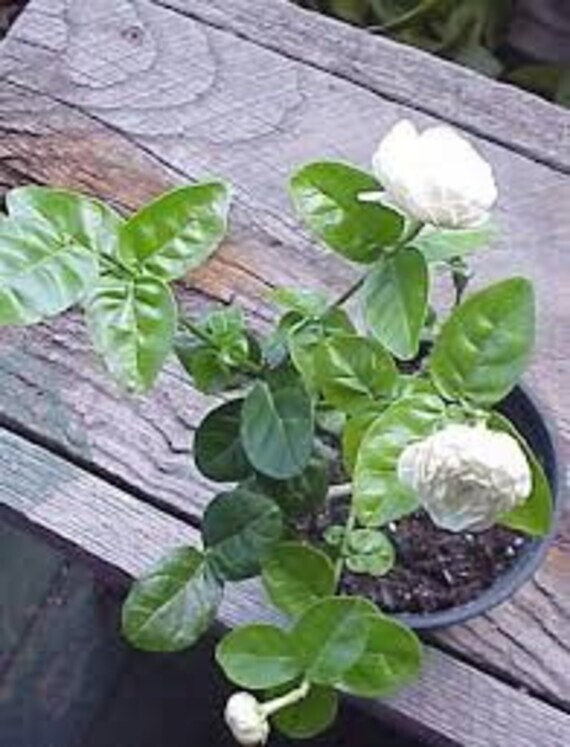 4″ Pot Little or Baby Duke of Tuscany Jasmine Arabian Jasminum Sambac Plant
