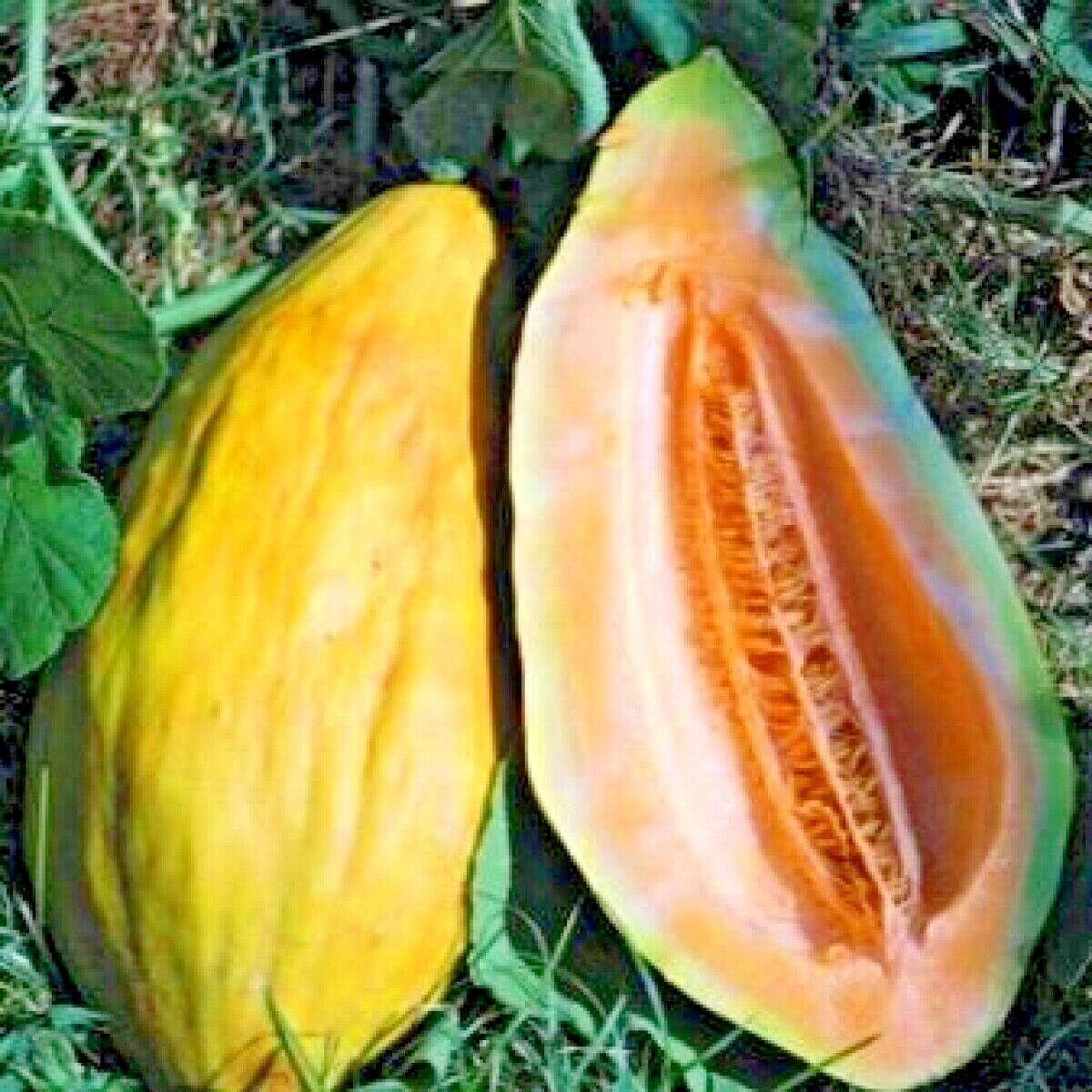 30+BANANA MELON Seeds Heirloom Fruit Vine Summer Vegetable Garden Container Easy