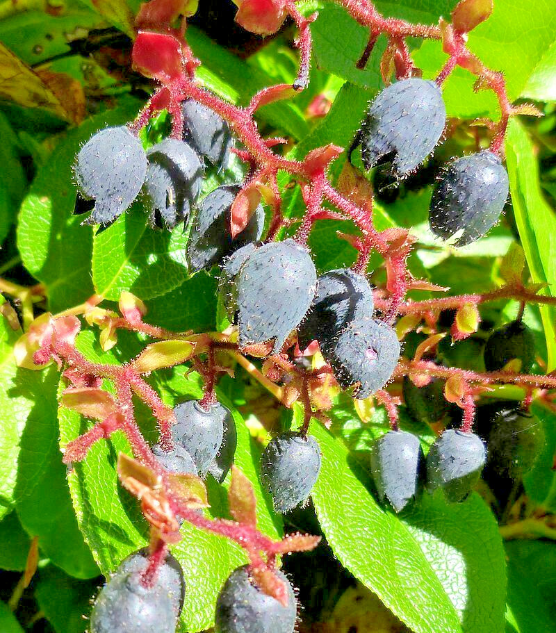 SALAL 1001 SEEDS GAULTHERIA SHALON, HARDY EVERGREEN SHRUB, EDIBLE BERRIES