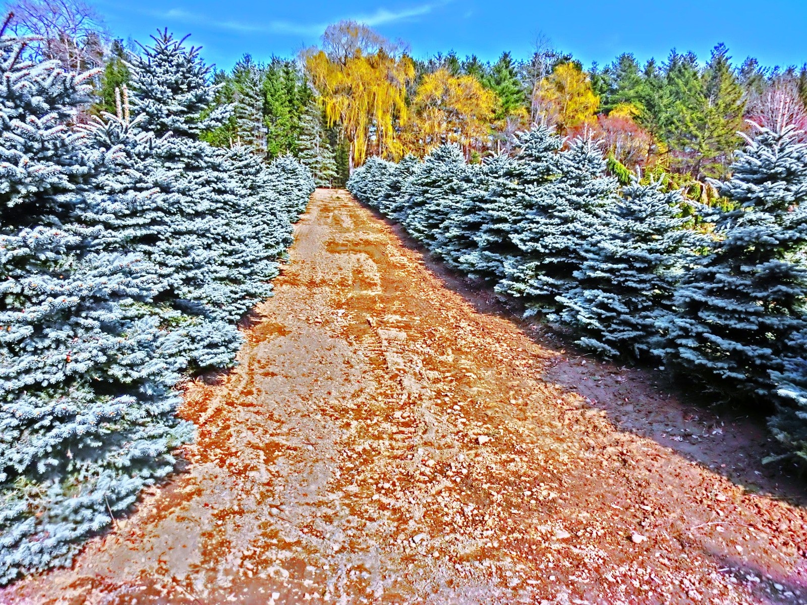 Colorado Blue Spruce Tree Seeds – For 2026 Planting Cold-Hardy Green Evergreen