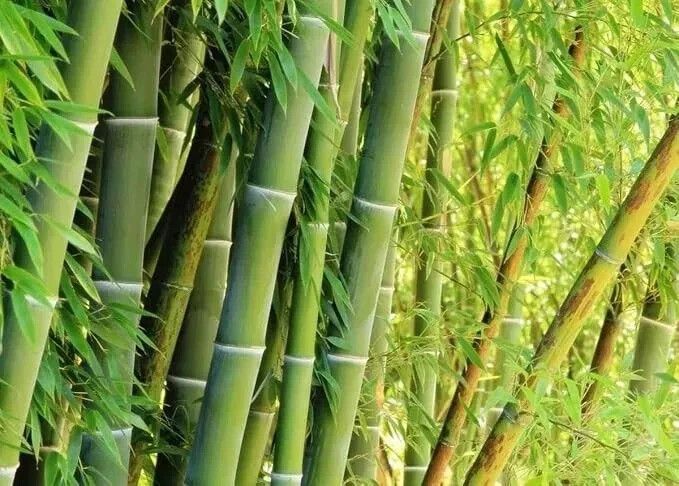 500+ Giant Green Bamboo Seeds – Fast Growing Bamboo for Planting