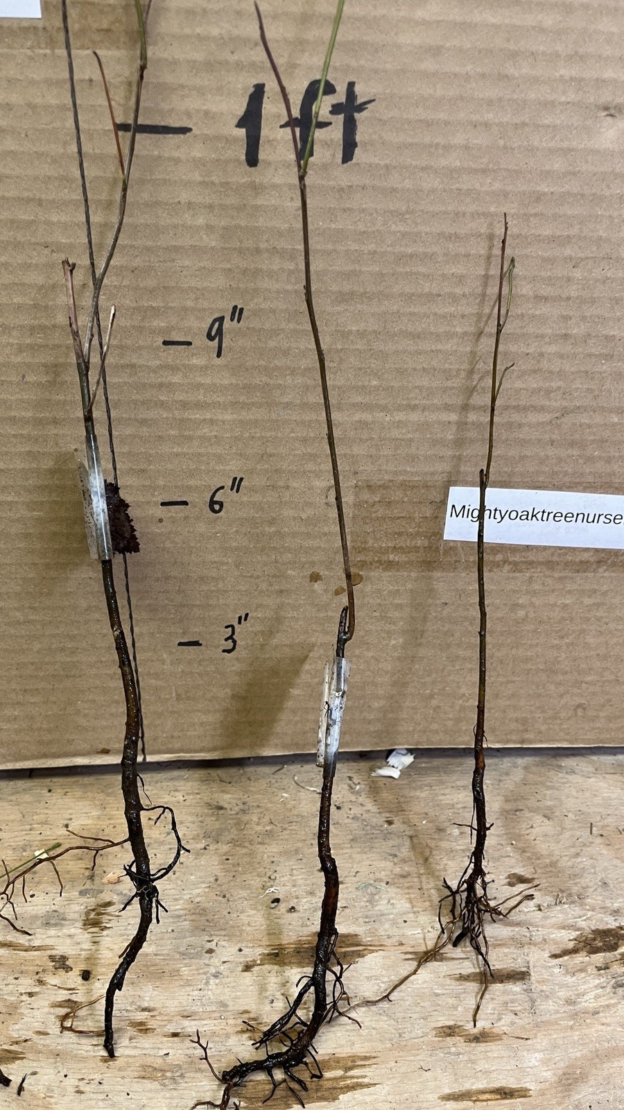 Northern Spicebush plant (Lindera Benzoin) 1-2 year old bare root 12 inches tall