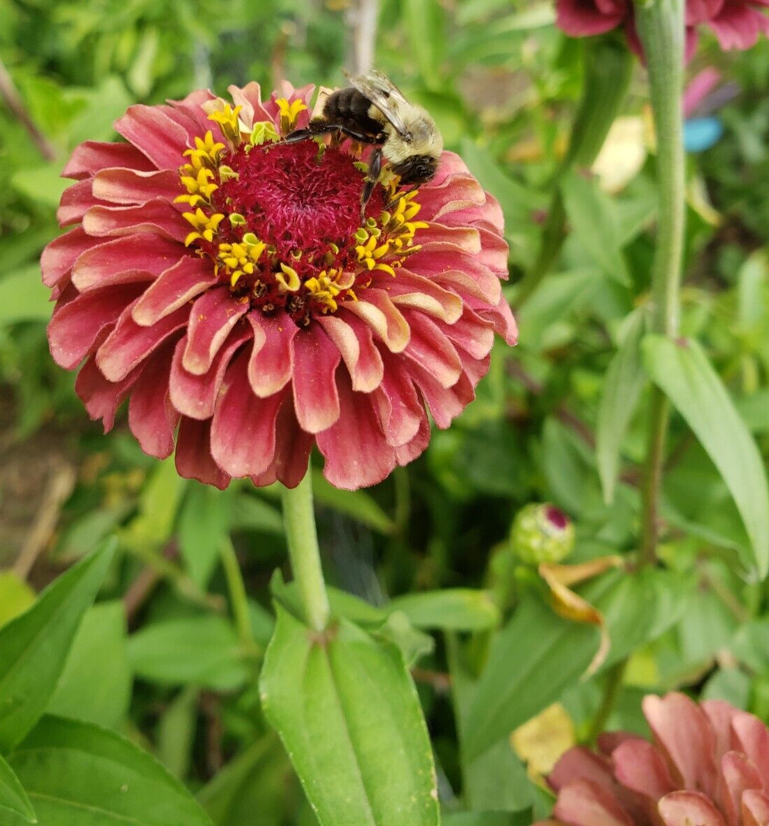 Red Queen Lime Zinnia (30 seeds)- vintage and classy look!
