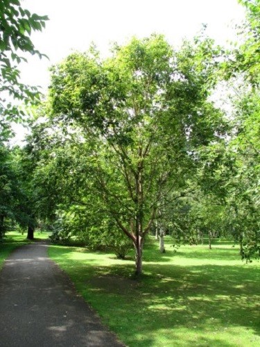 15+ Betula Red Chinese Birch Flower Seeds / Perennial