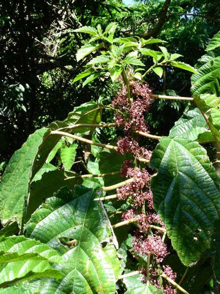 Urera baccifera | Nettle Tree | Chichaste | Pink Scratchbush | 10 Seeds