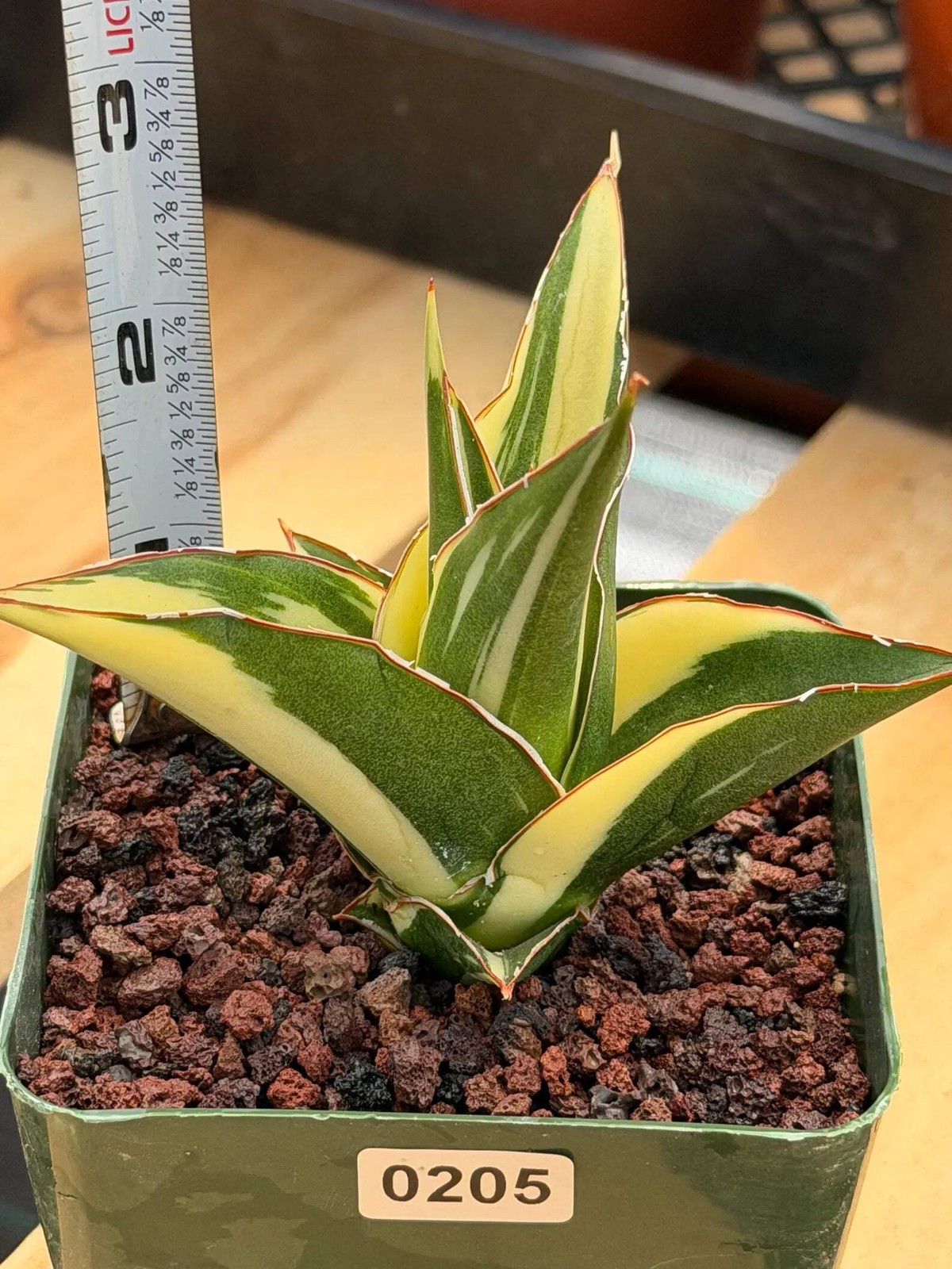 Variegated Sansevieria Tower | Rare Snake Plant | Easy Care Live Houseplant