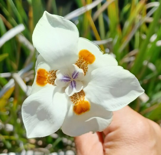 African Iris – Fortnight Lily – 15 Seeds 2022