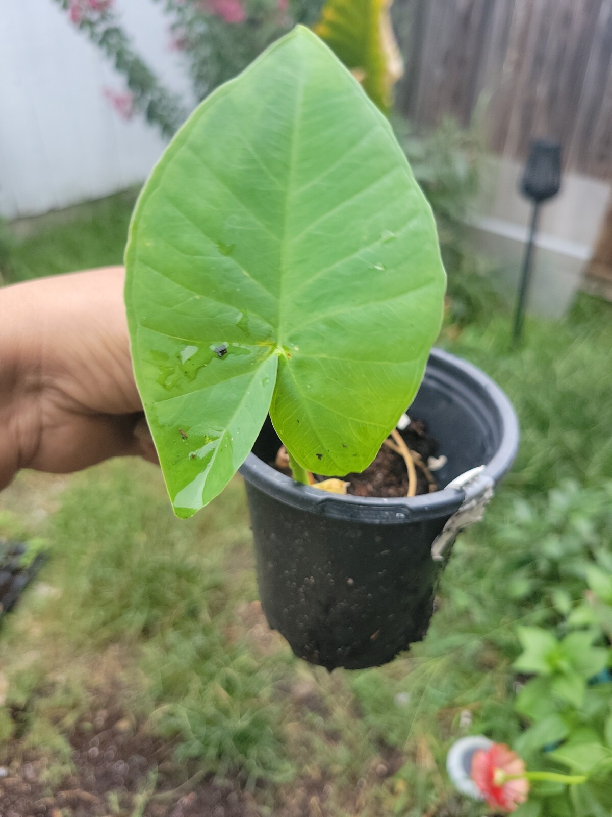 Colocasia gigantea Thailand Giant Plant Pot Thai Elephant Ear Huge Organic USA