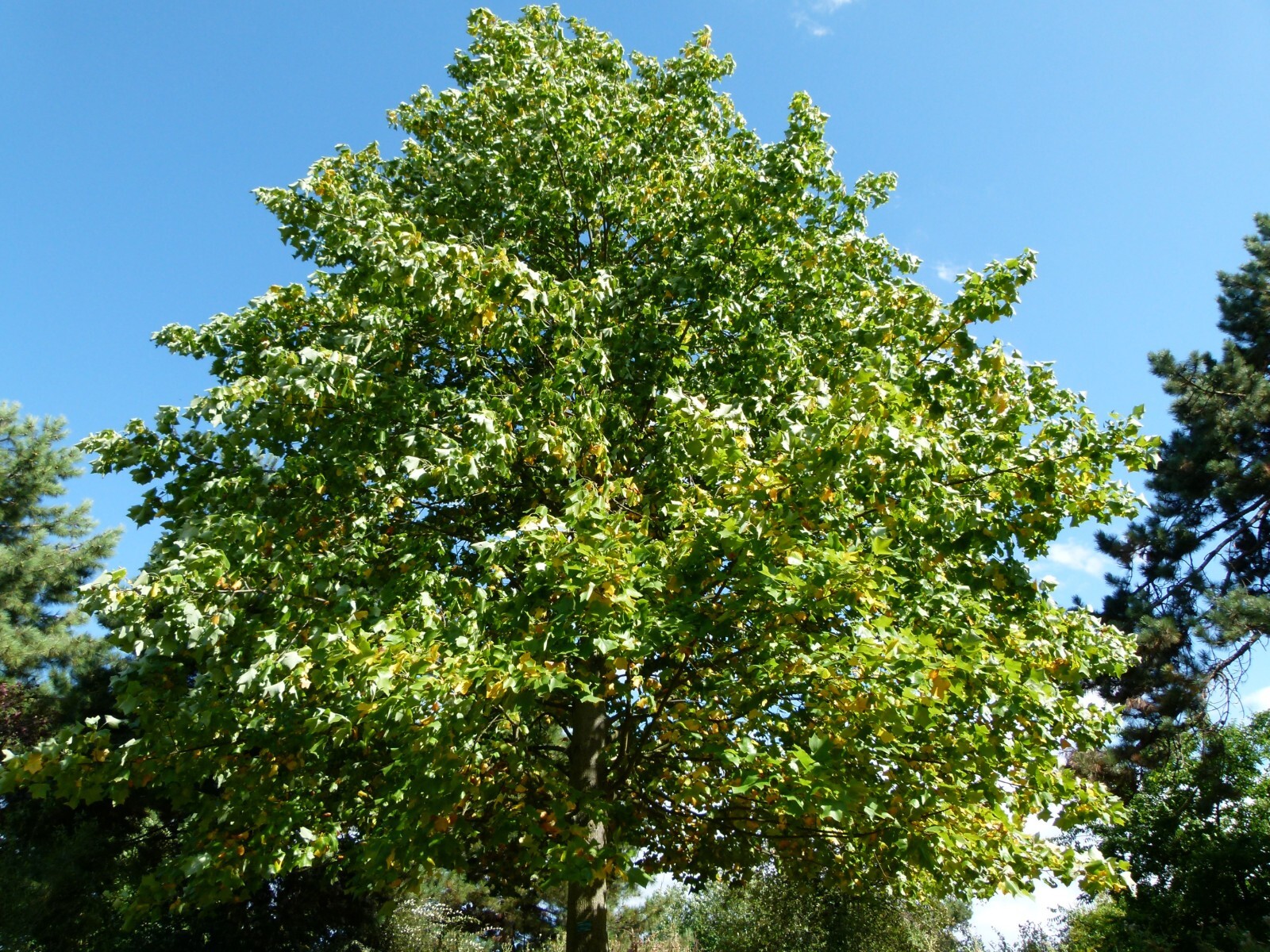 Liriodendron tulipifera 25 Seeds – Tulip Tree