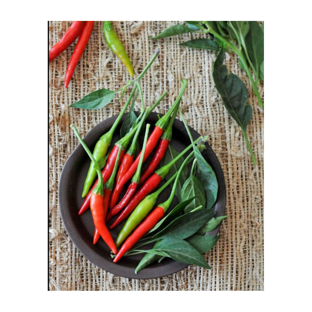 Thai “Prik-Mun” Pepper Seeds | Non-GMO | Fresh Garden Seeds
