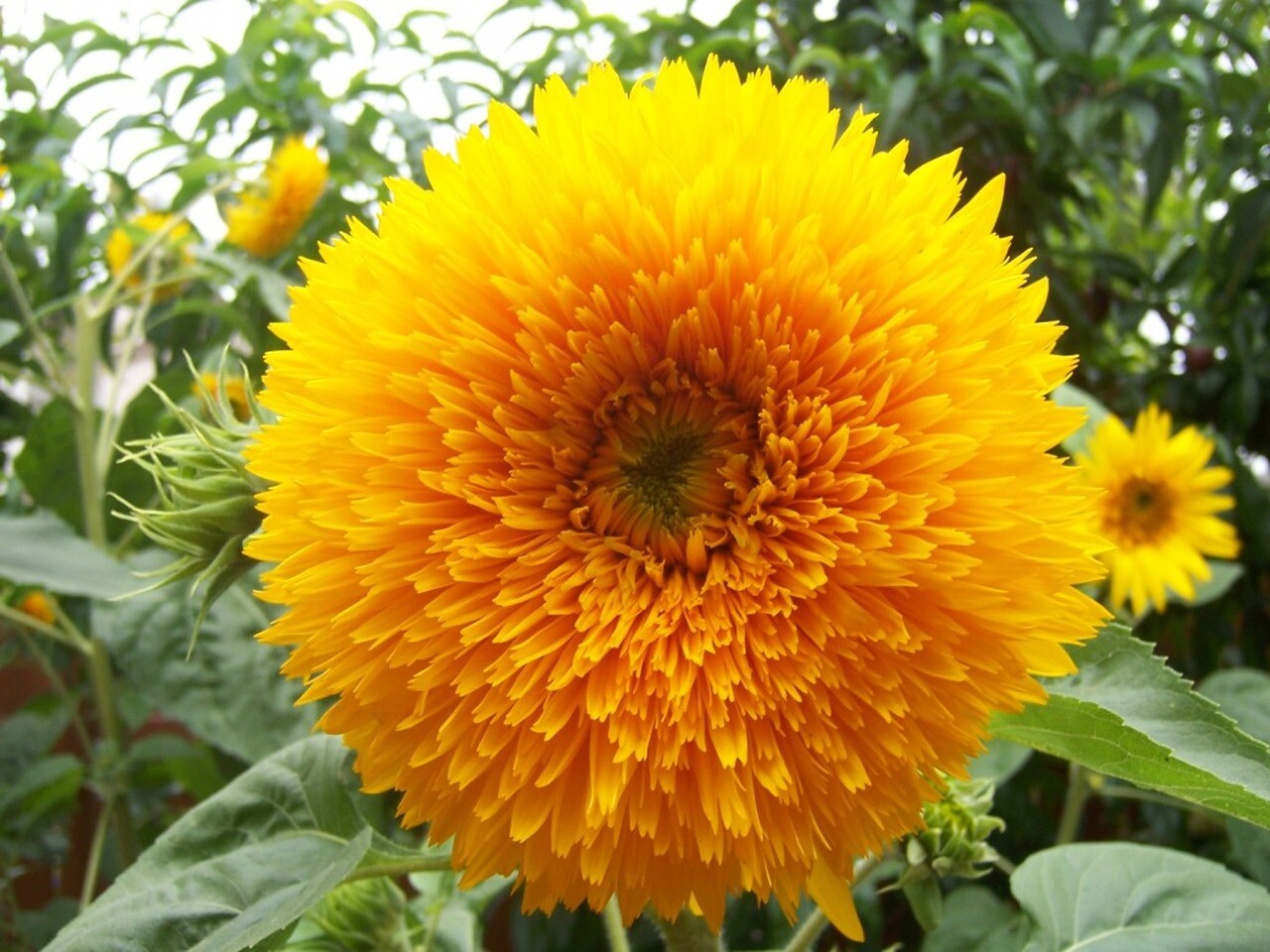 8 Species Mix Sunflower Seeds For Planting Assorted Variety Sun Flower Seed 2024