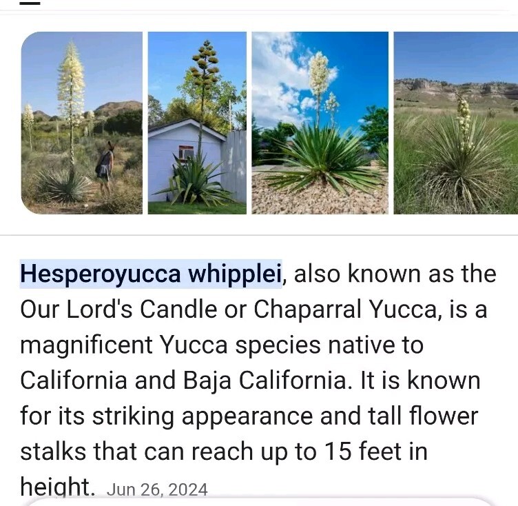 100 seeds – Chaparral Yucca Hesperoyucca Whipplei – Our Lord’s Candle Cactus