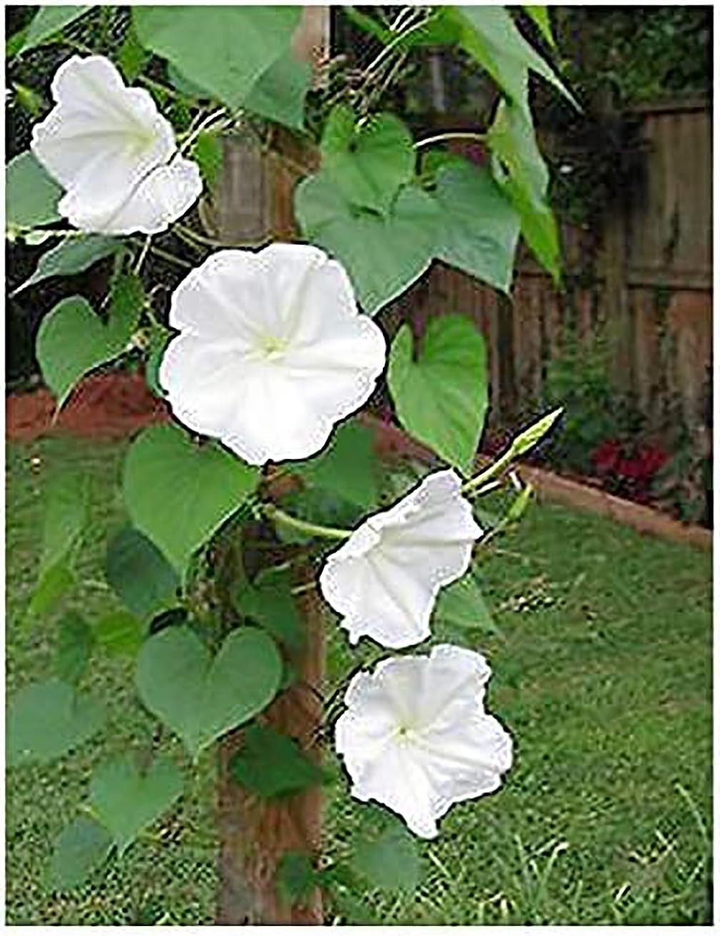 Fragrant White Moonflower Vine Seeds – Climbing Plant Up to 15 Feet Tall