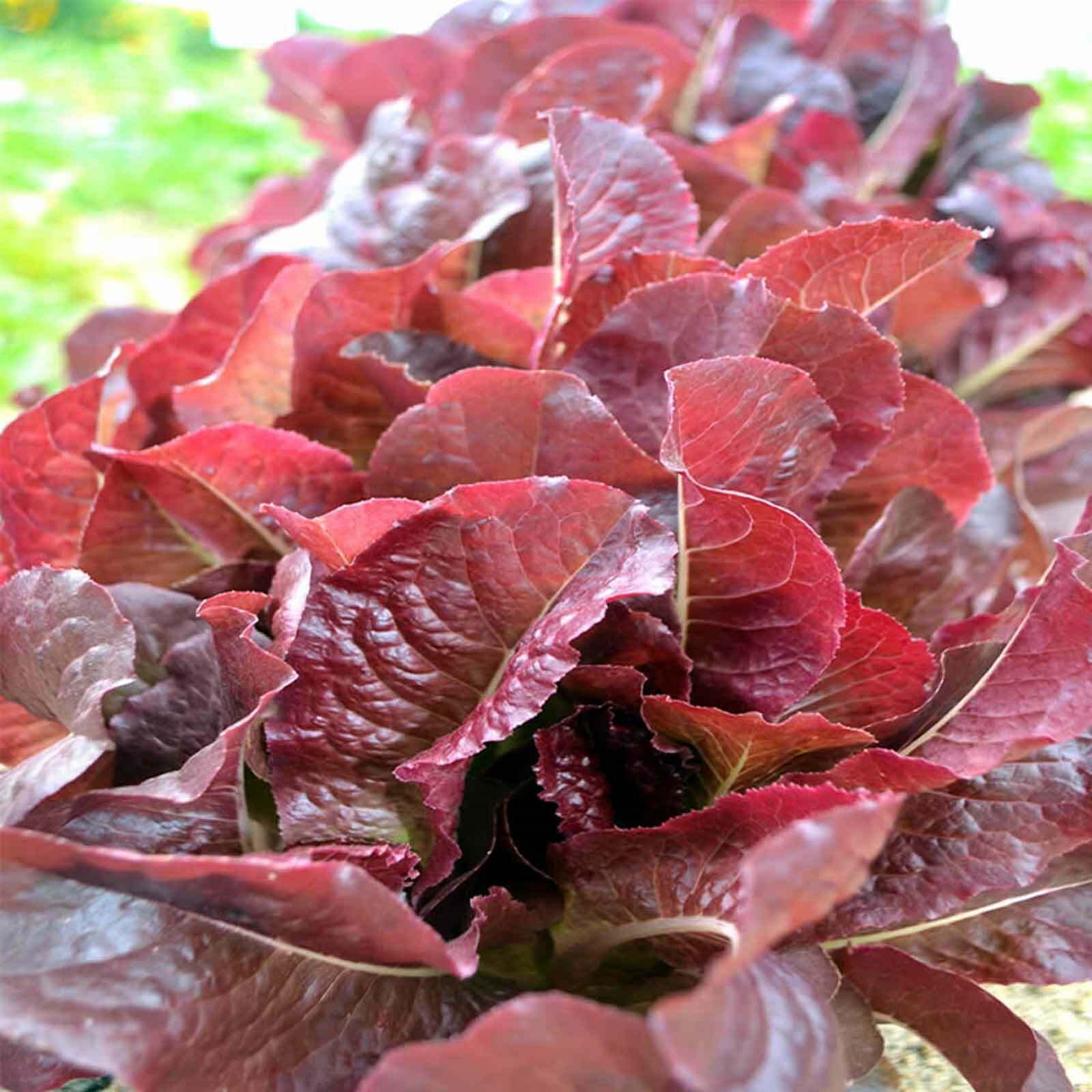 1000+ Lettuce Seeds: Oak Leaf Red, Prizehead, Iceberg, Hanson, Buttercrunch,2024
