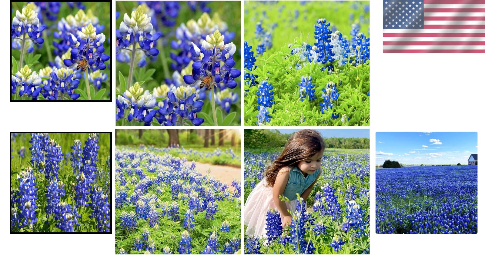 750+ Blue Lupinus Texas Bluebonnet Seeds for Easy, Pollinator-Attracting Blooms
