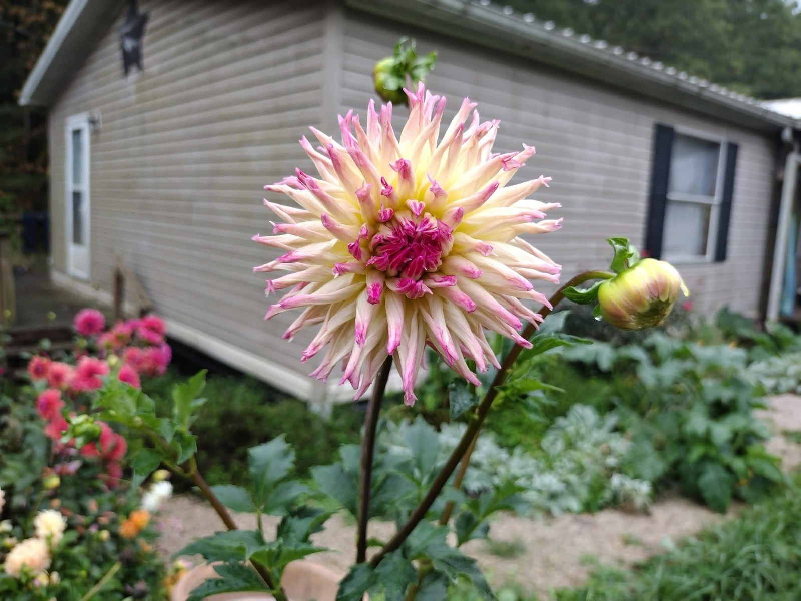 Home Grown Dahlia Flower Tuber Bulb Bundle Lot 10-50 Grower’s Choice Tubers