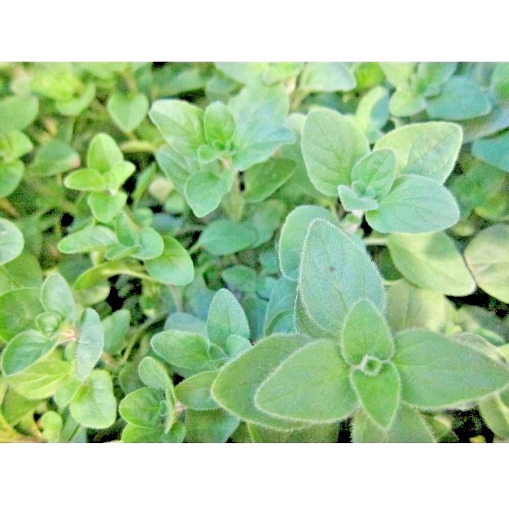 300+TRUE GREEK OREGANO Herb Seeds Organic Garden Container Perennial Heat Cold