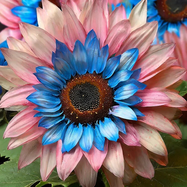 50 PCS Double-Flowered Sunflower: Blue-Pink Miracle Seeds