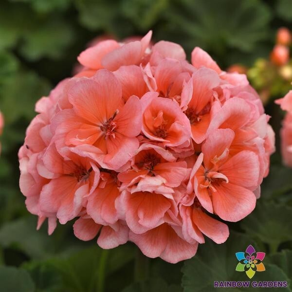 25+ Presto Light Salmon Geranium Seeds for Garden – USA – FREE SHIPPING!