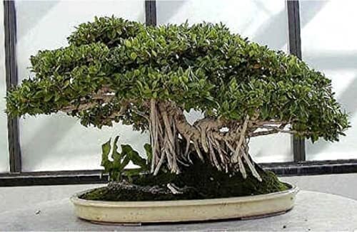 Banyan Bonsai Tree Seeds for Planting – 30 Seeds of Ficus benghalensis