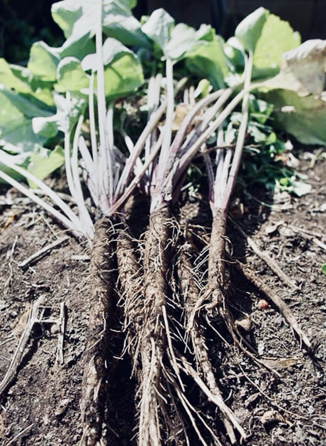 Common Burdock (Arctium Minus) 50 Seeds Or More From 2025 Plants