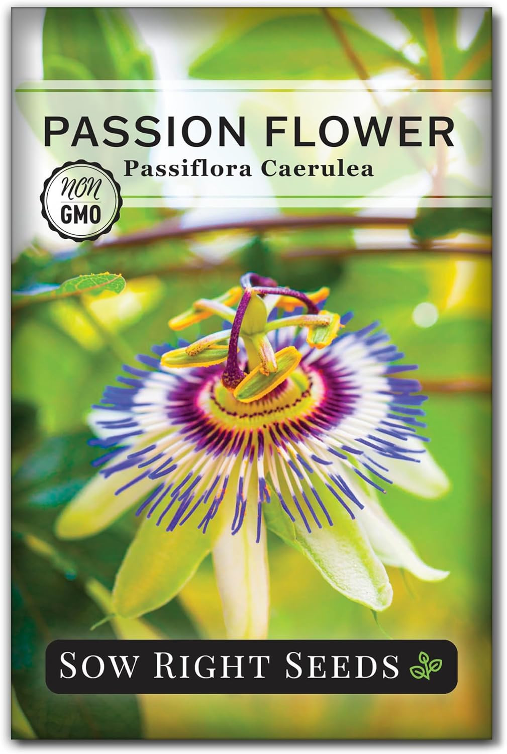 Sow Right Seeds – Passion Flower (Passiflora Caerulea) Seeds for Planting – Beau