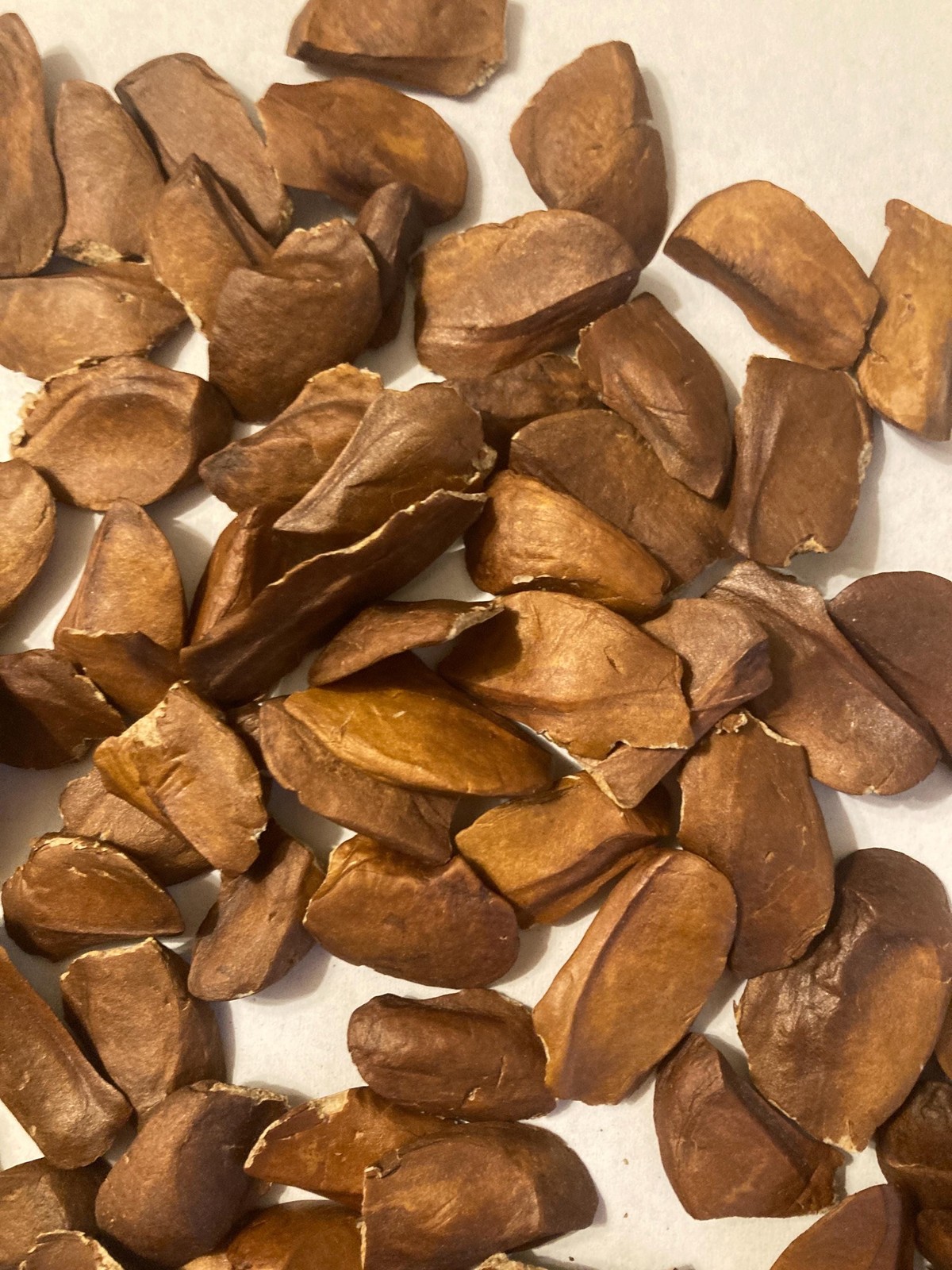 Honduras Mahogany Tree Seeds (SWIETENIA MACROPHYLLA)(Big Leaf Mahogany)