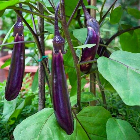 250 Long Purple Eggplant Seeds Heirloom – Non-GMO – Always Fresh Seeds!