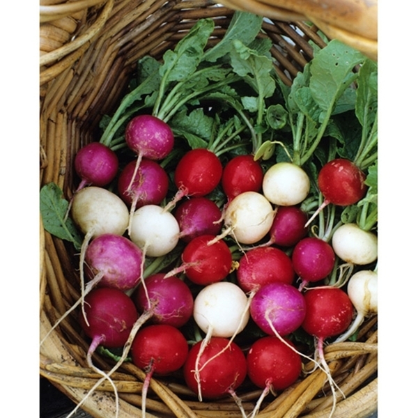 Radish Seed: Easter Egg Radish Seed Fresh Seed