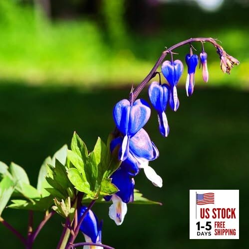 Rare 20 Pcs Lavender hues Seeds Perennial Bleeding Heart Shade Flower Garden