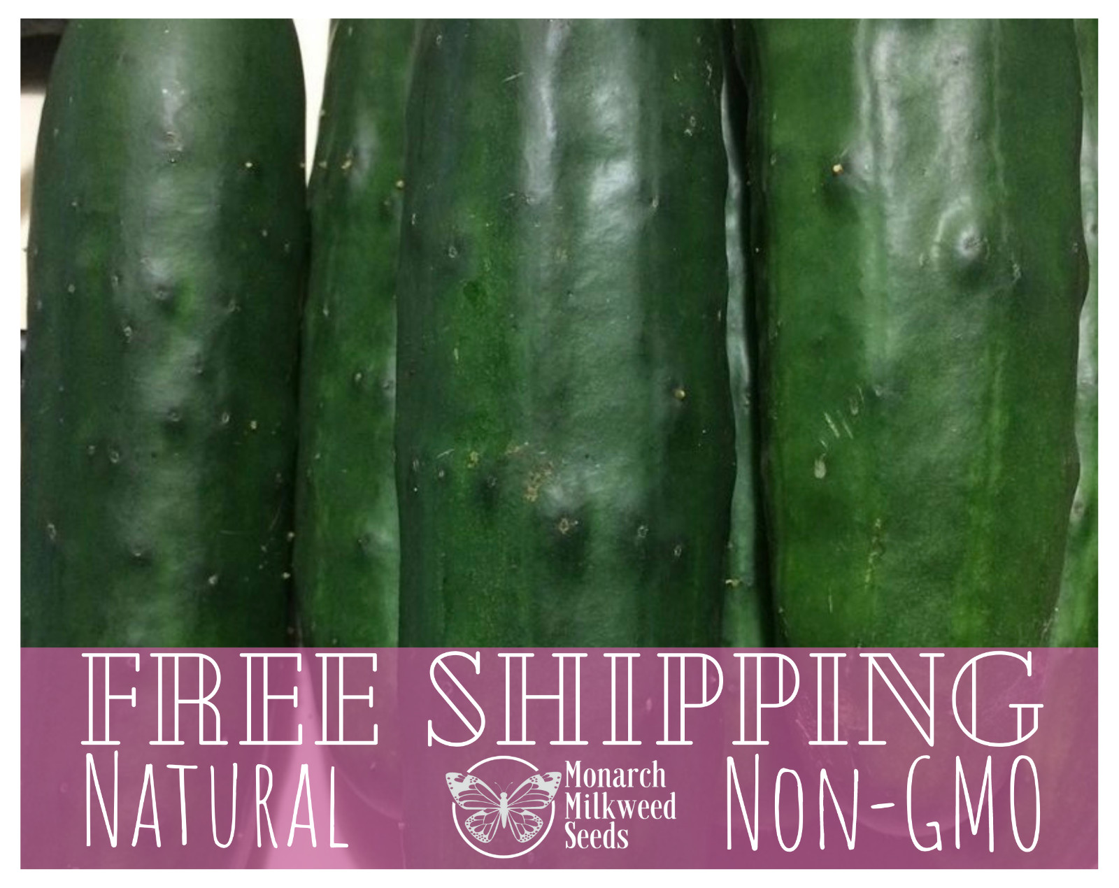 315+ Cucumber Seeds ‘Marketmore’ | Heirloom, Non-GMO, Vegetable Gardening