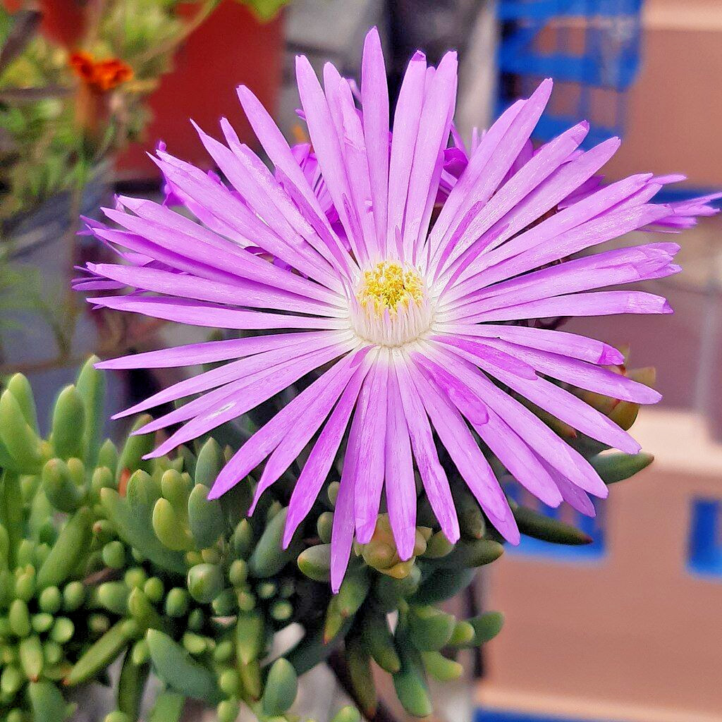 1000 PINK ICE PLANT Seeds (Dorotheanthus bellidiformis) Succulent Plant Seeds
