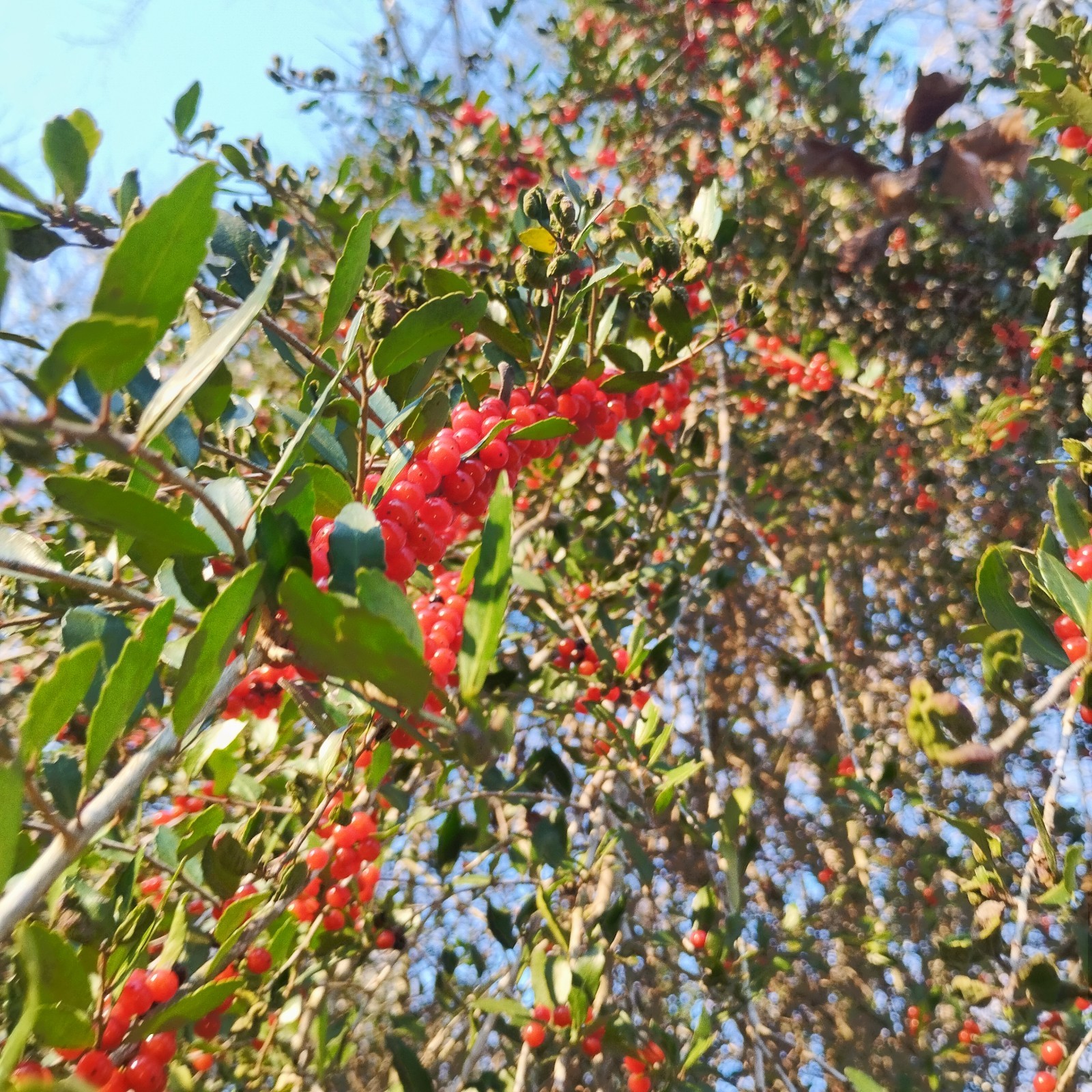 200 Weeping Yaupon Holly Tree Seeds (Ilex Vomitoria) Freshly Harvested 2026!
