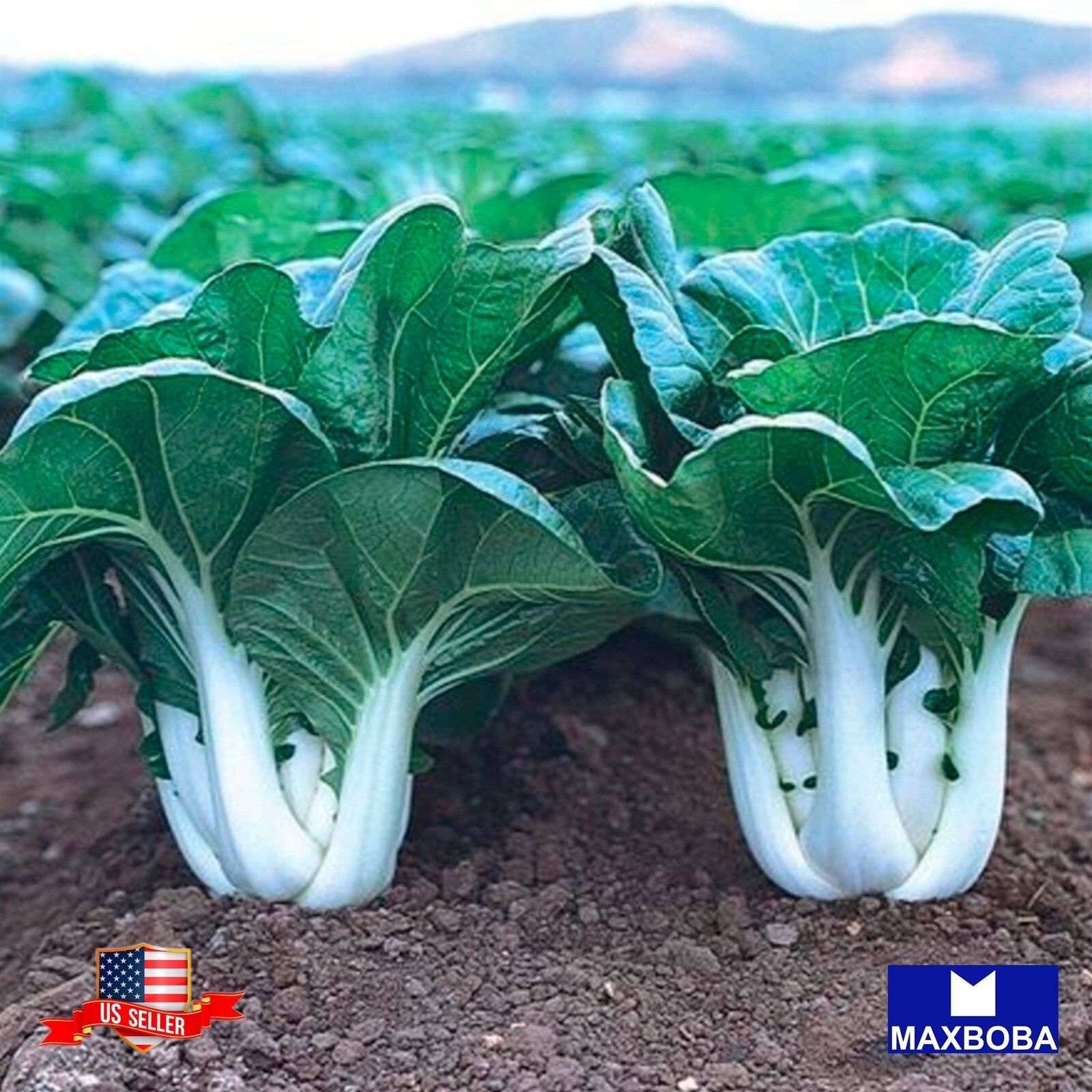 Cabbage Seeds – Pak Choi – Dwarf White Stem Non-GMO Heirloom Vegetable Garden