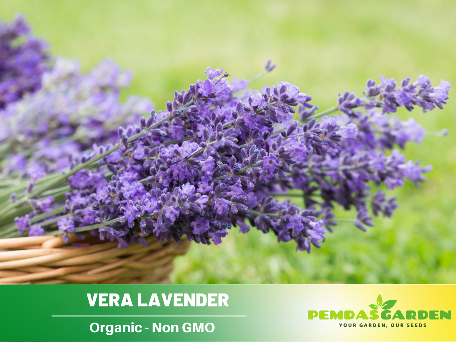 155 seeds| Vera Lavender Flower Herb Seeds #6008