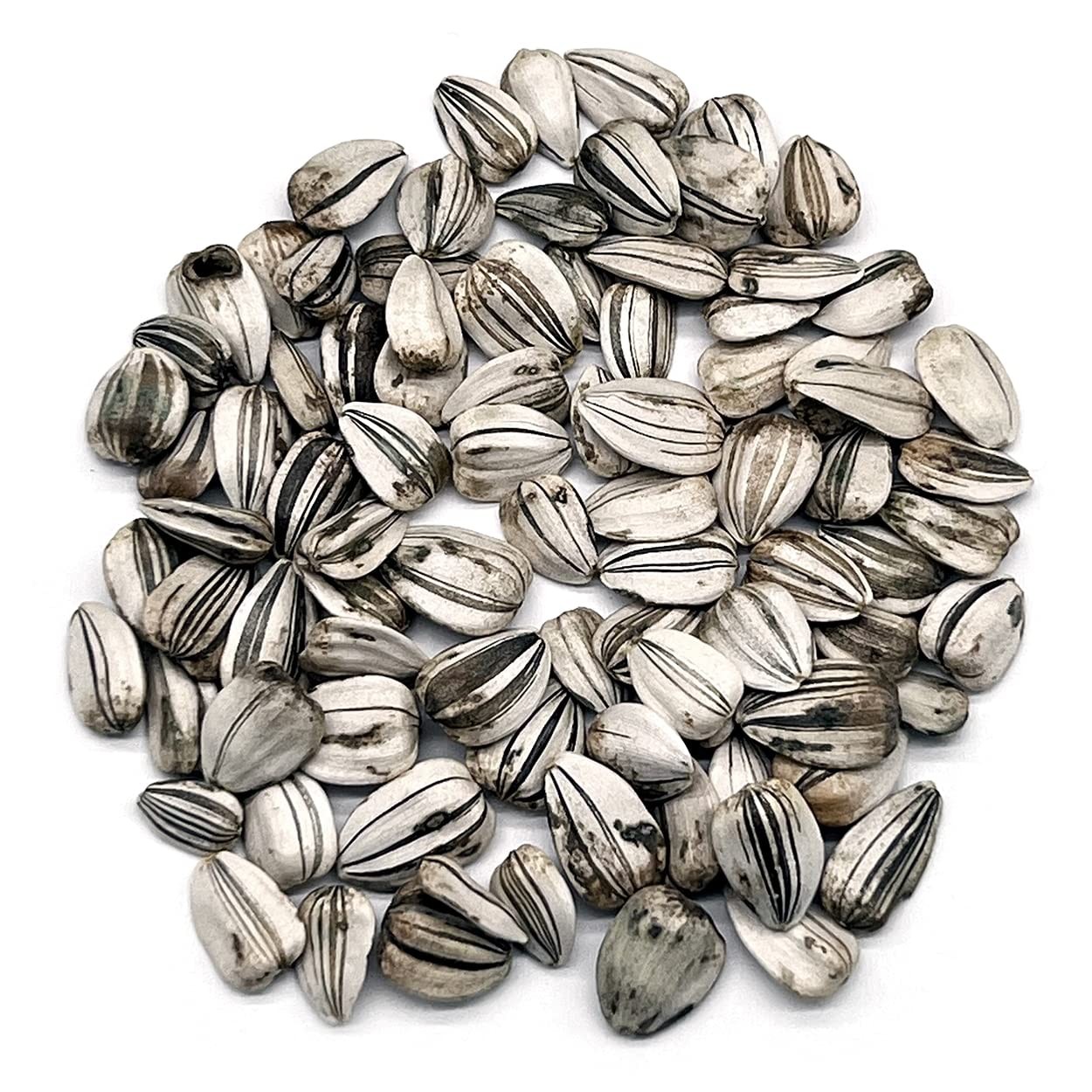 Sunflower Seeds Mammoth Gray Stripe 100 Flower Non GMO Open Pollinated
