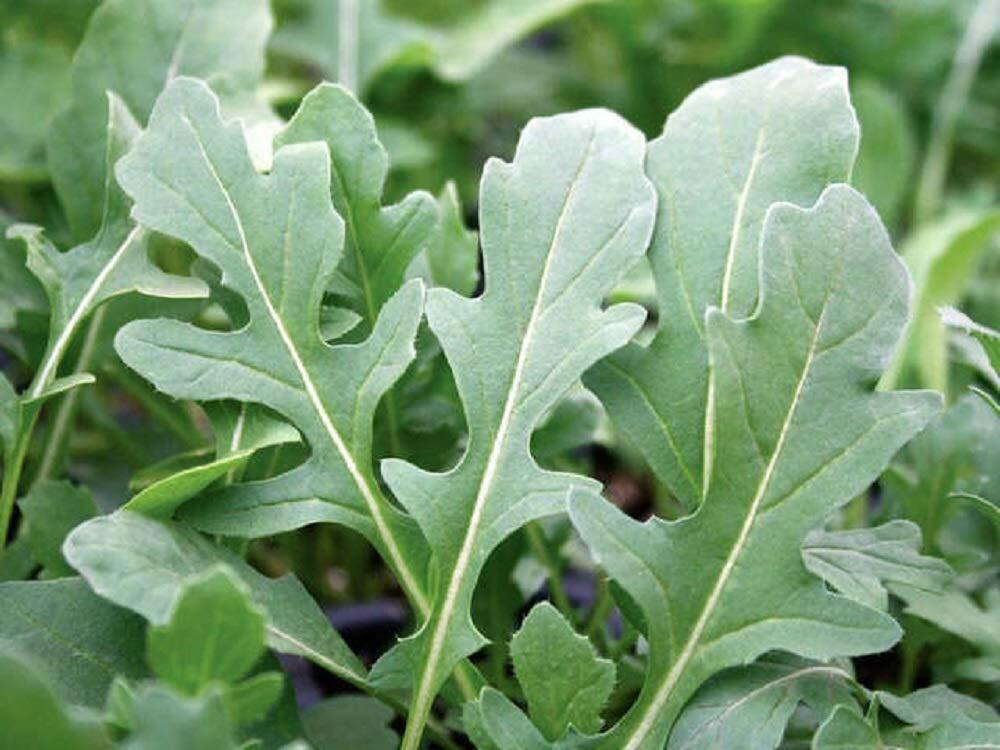 12 oz Arugula- NON GMO microgreen seeds for Sprouting Sprouts