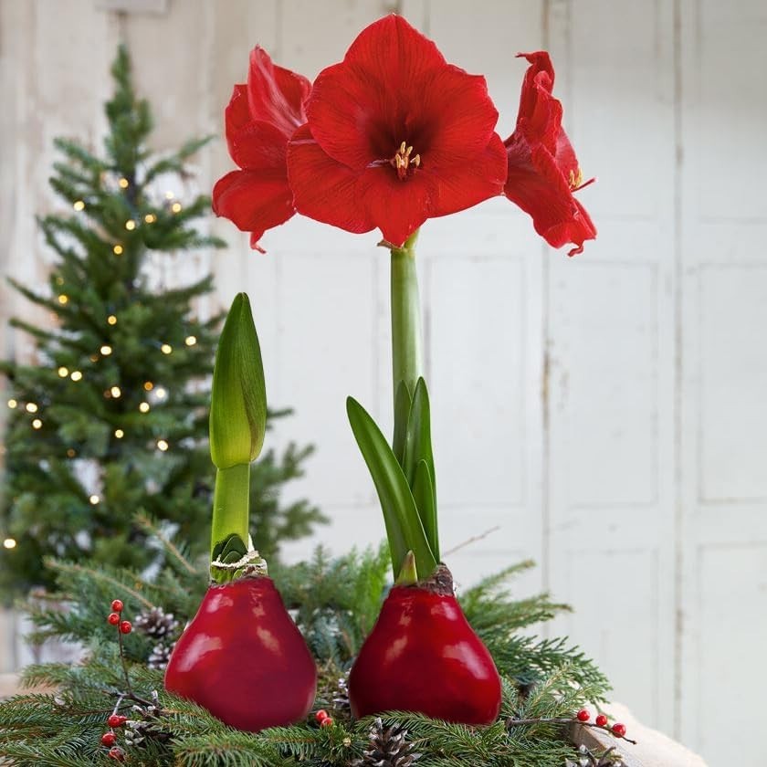 Elegant Waxed Amaryllis Bulb with Red Blooms – No Watering Needed Gift Plant