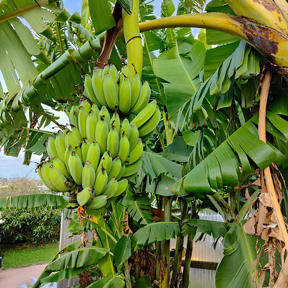Grand Nain Banana Live Plant 4-6 Inches Tall Rooted Fruiting Musa