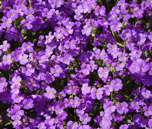 AUBRIETA ROCK CRESS PURPLE Aubrieta Hybrida Hendersonii – 100 Seeds