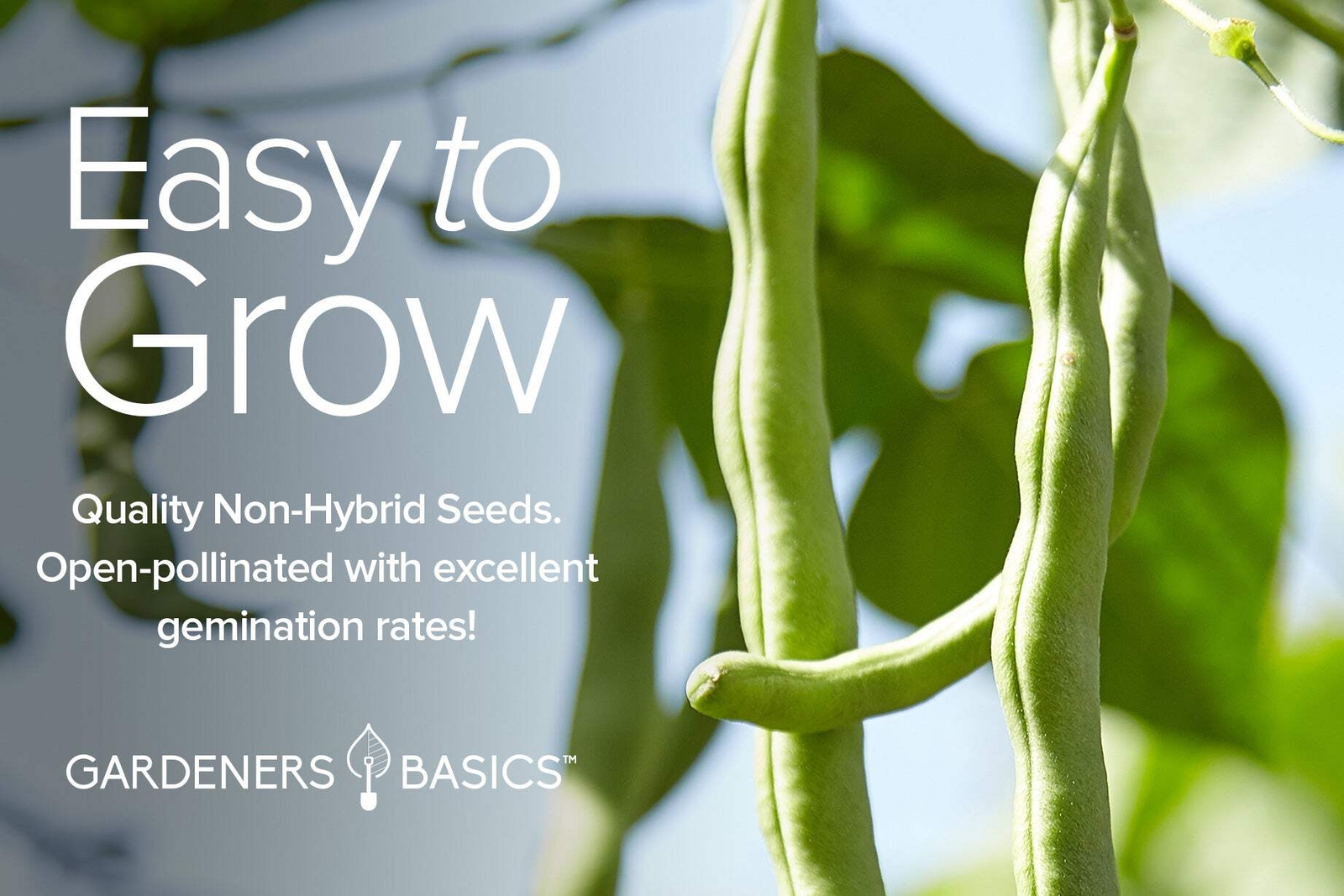 Bean Seeds For Planting | 5 Variety Pack