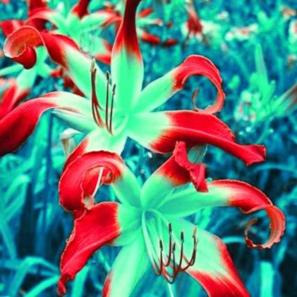 25pc LILY SEEDS Garden Plant Flower rare bloom exotic USA seller B FREE shipping
