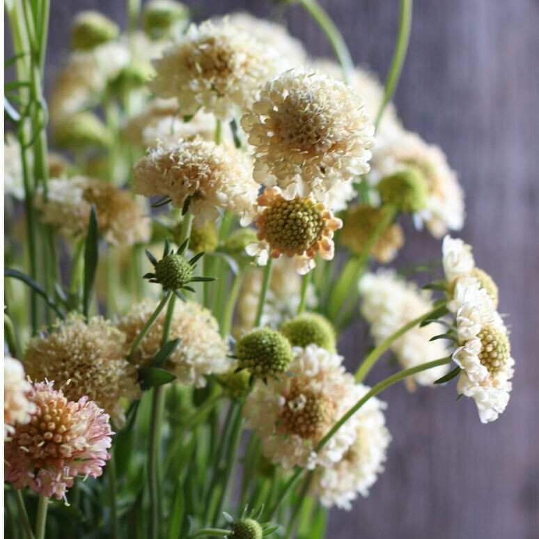 100+ Scabiosa Fata Morgana seeds